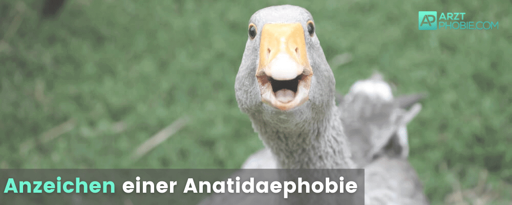 Anatidaephobie-anzeichen-symptome