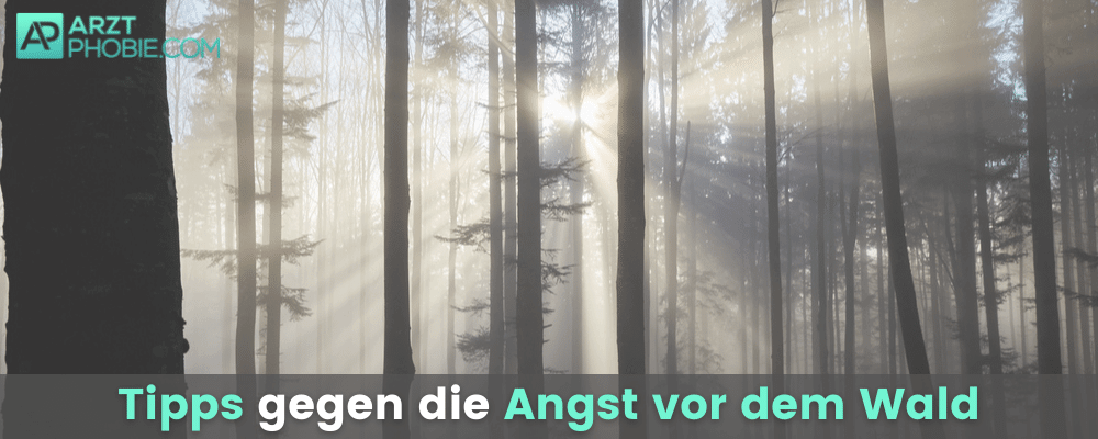 tipps-gegen-waldangst-angst-vor-wald-waelder-baueme-sonne