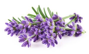 lavendel